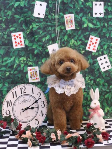 20250412ベルくん